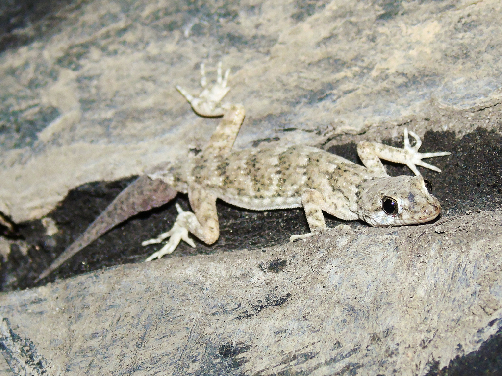 Baltastan Gecko