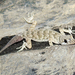 Baltistan Gecko - Photo (c) Kseniia Marianna Prondzynska, some rights reserved (CC BY), uploaded by Kseniia Marianna Prondzynska