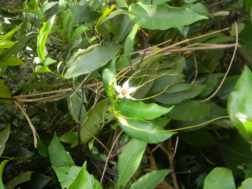 Strophanthus preussii image