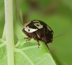 Calligrapha intermedia