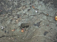 Bufotes viridis viridis