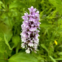 Dactylorhiza fuchsii
