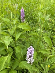 Dactylorhiza fuchsii