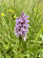 Dactylorhiza fuchsii