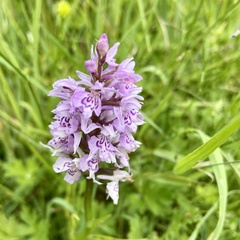 Dactylorhiza fuchsii