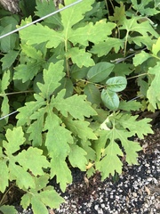 Stylophorum diphyllum