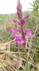 Orchis mascula laxifloriformis
