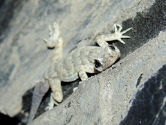 Altiphylax stoliczkai