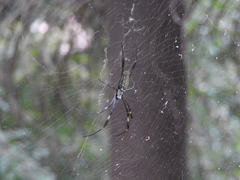 Trichonephila clavipes