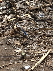 Argia nahuana