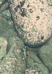 Oligocottus maculosus