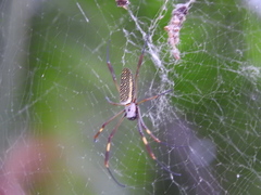 Trichonephila clavipes