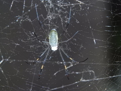 Trichonephila clavipes