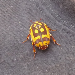 Pachnoda fissipunctum