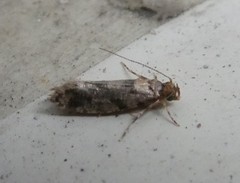 Parochmastis hilderi