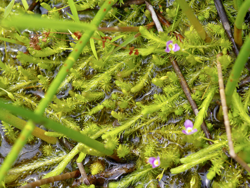 Stream bogmoss (Mayaca fluviatilis)