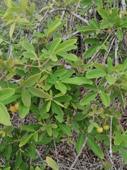 Vitex mollis