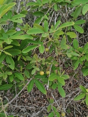 Vitex mollis