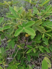 Vitex mollis