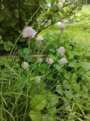 Vlasac (Allium schoenoprasum)