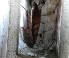 Drymaplaneta heydeniana