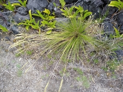 Festuca petraea
