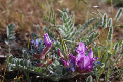 Astragalus inflexus