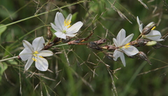 Chlorophytum fasciculatum