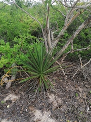 Agave karwinskii