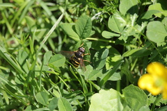 Sericomyia