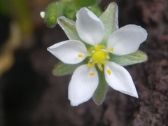 Spergularia azorica