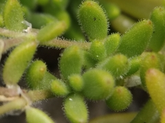 Spergularia azorica