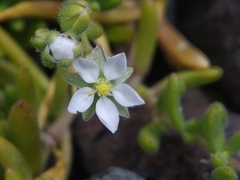 Spergularia azorica