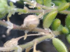 Spergularia azorica
