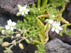 Spergularia azorica