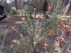 Castilleja tenuiflora