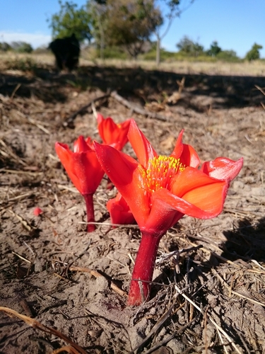 Haemanthus pubescens
