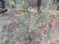 Castilleja tenuiflora