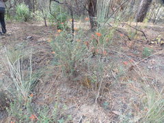 Castilleja tenuiflora