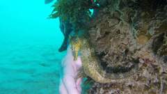 Hippocampus ingens