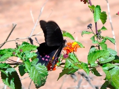 Heraclides rogeri pharnaces