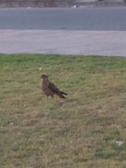 Daptrius chimango chimango