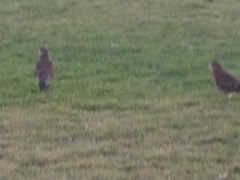 Daptrius chimango chimango