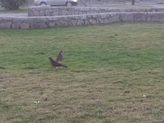 Daptrius chimango chimango