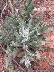Dimorphocarpa candicans
