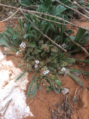 Cryptantha crassisepala crassisepala