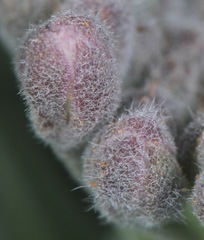 Dimorphocarpa candicans