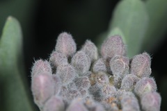 Dimorphocarpa candicans