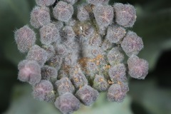 Dimorphocarpa candicans