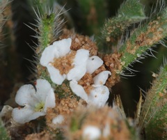 Cryptantha crassisepala crassisepala